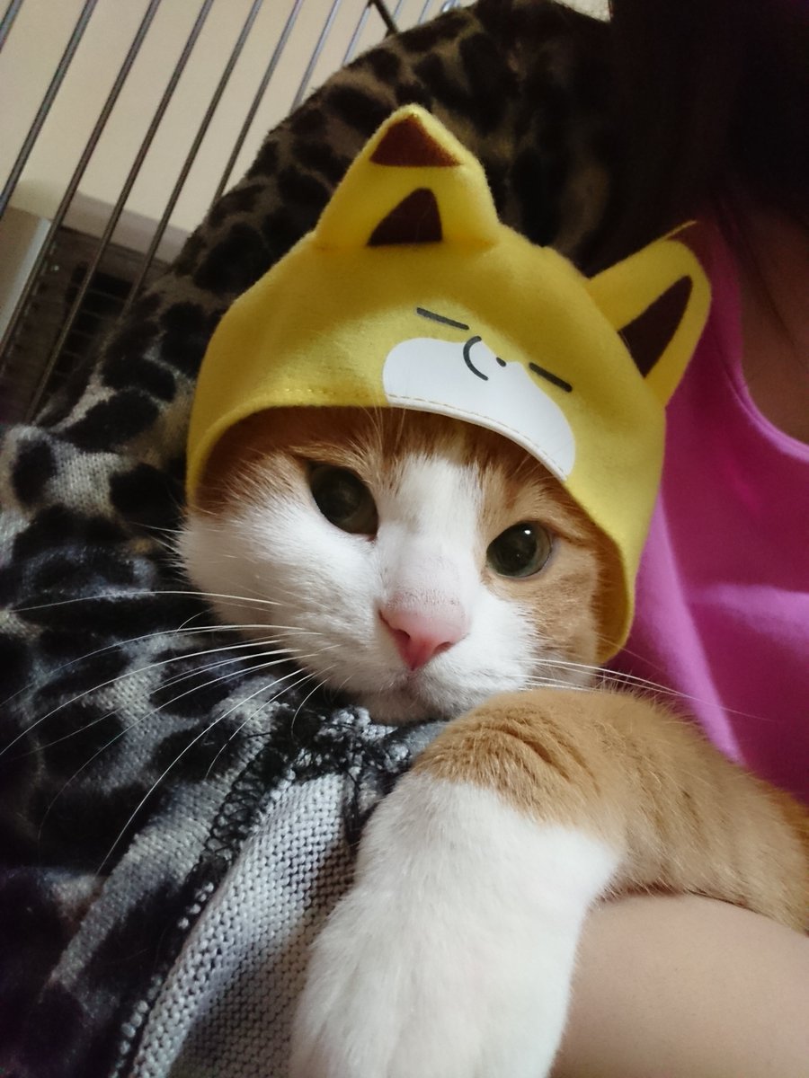 🐾ふりっぱーWebの紹介ペットちゃん🐾キツネのコスプレにゃん！名前は、ちくわ丸🐱自慢のペット写真募集中です🐶https://t.co... [ふりっぱーweb ペット写真【Twitter】]