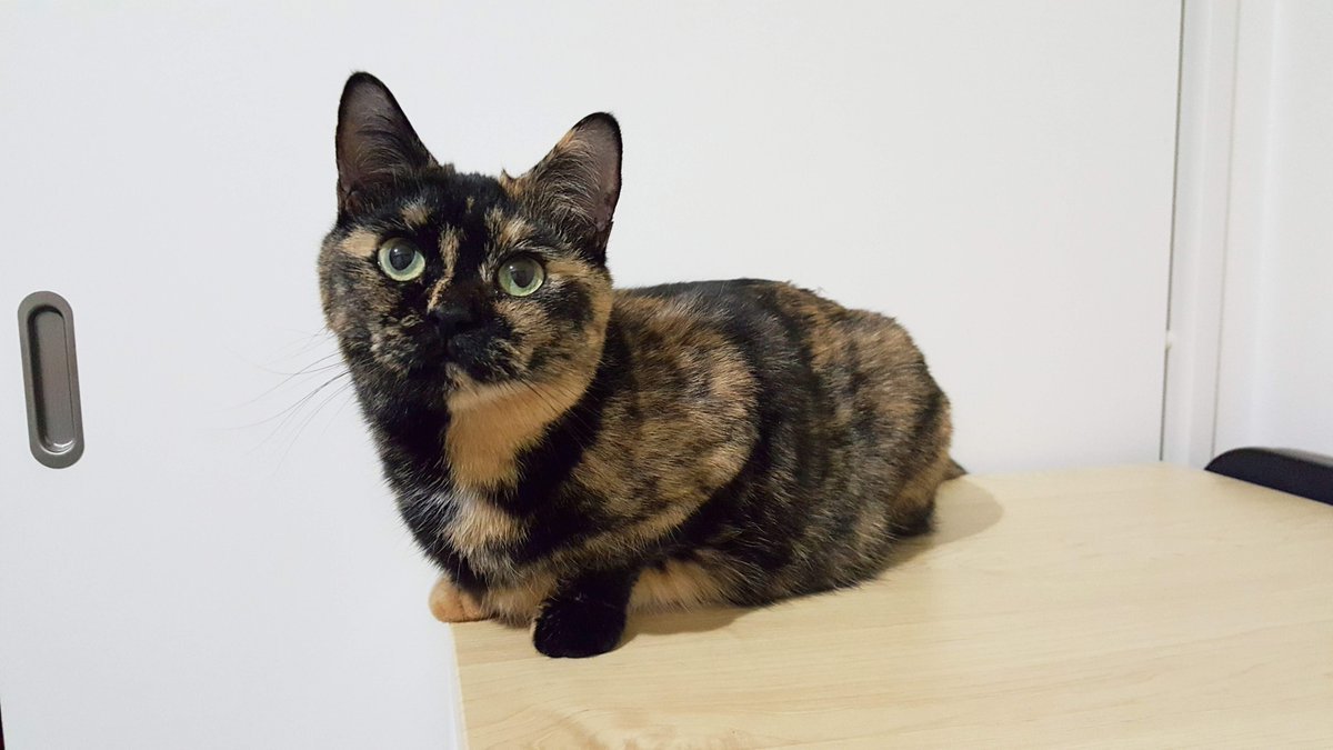🐾ふりっぱーWebの紹介ペットちゃん🐾甘え上手な我が家のアイドルです。名前は、ティガー🐱自慢のペット写真募集中です🐶https://... [ふりっぱーweb ペット写真【Twitter】]