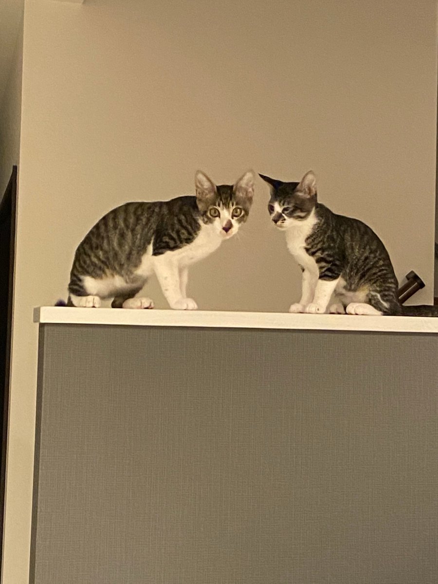 🐾ふりっぱーWebの紹介ペットちゃん🐾兄妹が家に来て２か月。楽しい毎日を家族で過ごしてます名前は、カイト・ひまわり🐱自慢のペッ... [ふりっぱーweb ペット写真【Twitter】]