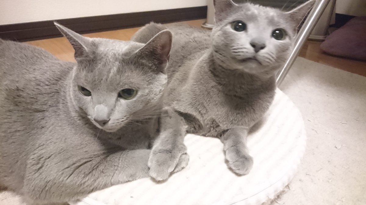 🐾ふりっぱーWebの紹介ペットちゃん🐾久しぶりに二人でストーブでまったり名前は、リア・ノア🐱自慢のペット写真募集中です🐶https:... [ふりっぱーweb ペット写真【Twitter】]