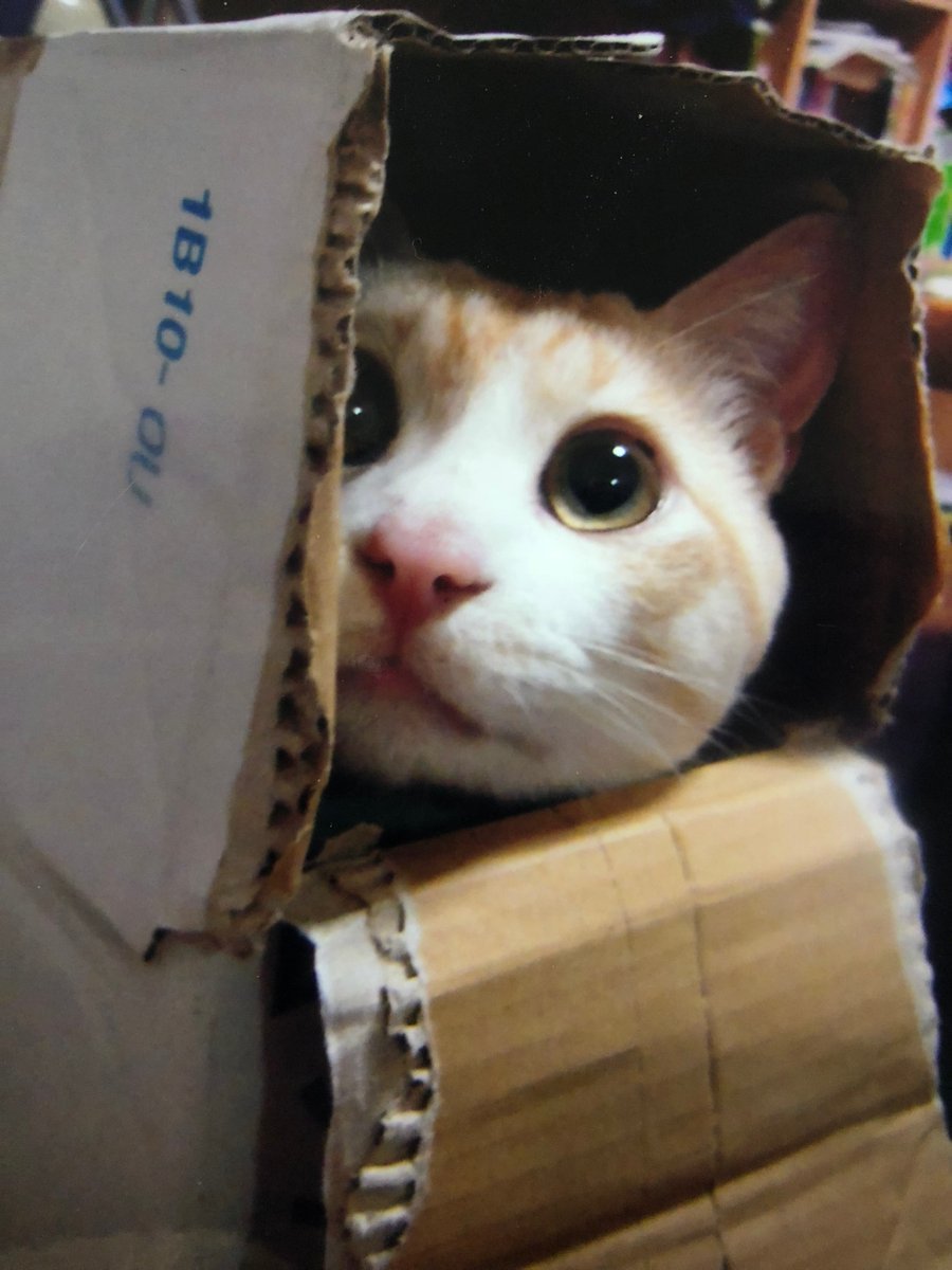 🐾ふりっぱーWebの紹介ペットちゃん🐾ハイ！ひょっこりはん。名前は、けんしろう🐱自慢のペット写真募集中です🐶https://t.co... [ふりっぱーweb ペット写真【Twitter】]