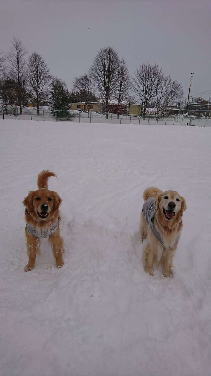 🐾ふりっぱーWebの紹介ペットちゃん🐾雪遊び楽しいどーーー♪名前は、百福(右) 笑福(左)🐱自慢のペット写真募集中です🐶https:... [ふりっぱーweb ペット写真【Twitter】]
