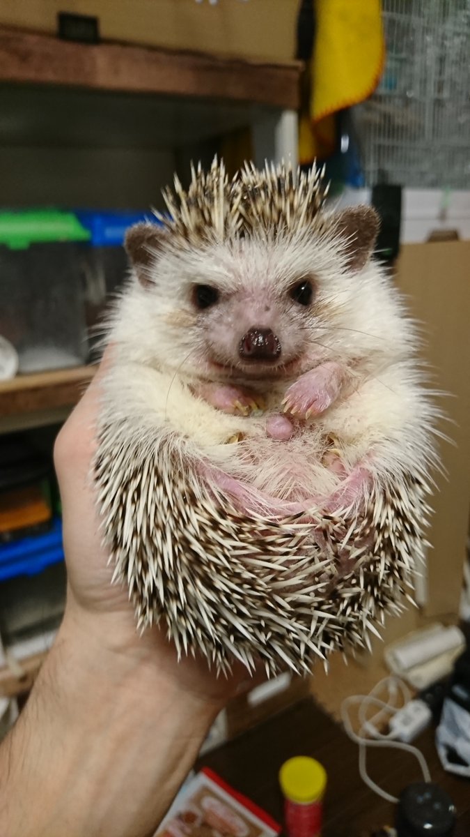 🐾ふりっぱーWebの紹介ペットちゃん🐾ハリネズミの五郎さん♪これでもご機嫌です♪名前は、五郎🐱自慢のペット写真募集中です🐶https... [ふりっぱーweb ペット写真【Twitter】]
