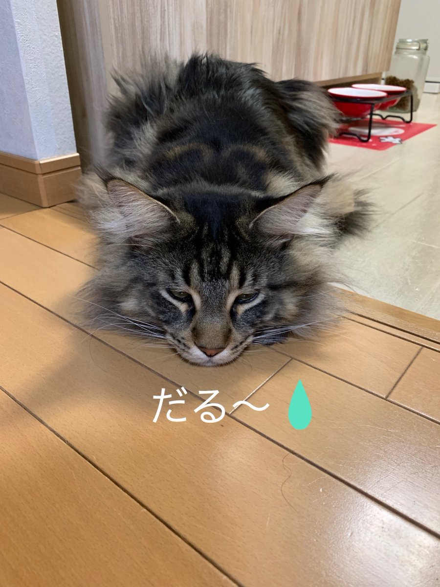 🐾ふりっぱーWebの紹介ペットちゃん🐾凄いビビリさんで特に大きな男の人が苦手で一目散に押し入れに逃げ込みます！名前は、福丸(ふく... [ふりっぱーweb ペット写真【Twitter】]