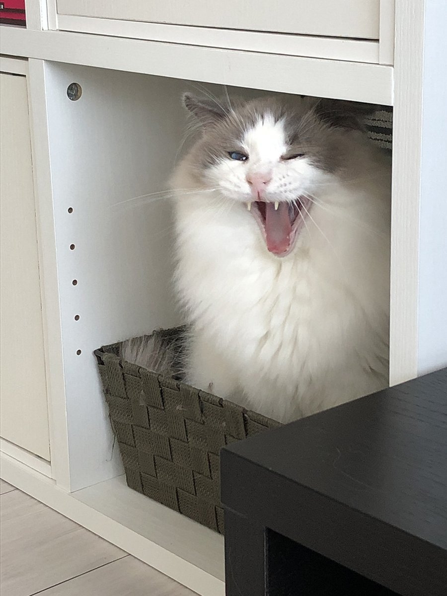 🐾ふりっぱーWebの紹介ペットちゃん🐾いつものんびりぐうたら～。わが家の箱入り息子です♡名前は、ハル🐱自慢のペット写真募集中で... [ふりっぱーweb ペット写真【Twitter】]
