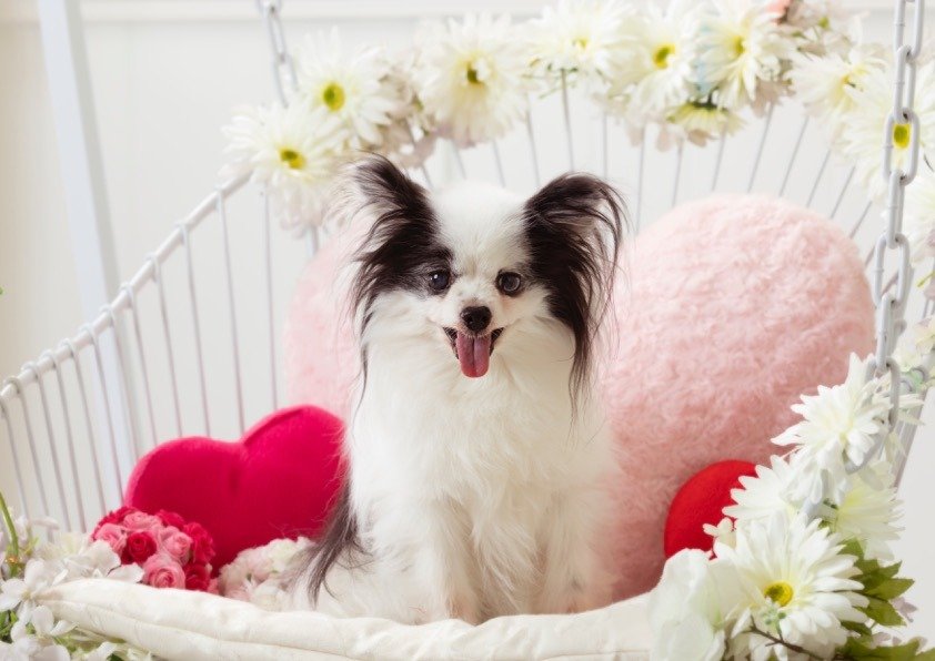 🐾ふりっぱーWebの紹介ペットちゃん🐾2キロの小さなパピヨンのテトちゃん。ガンを乗り越え、めでたく15歳になりました。可愛い可愛い... [ふりっぱーweb ペット写真【Twitter】]