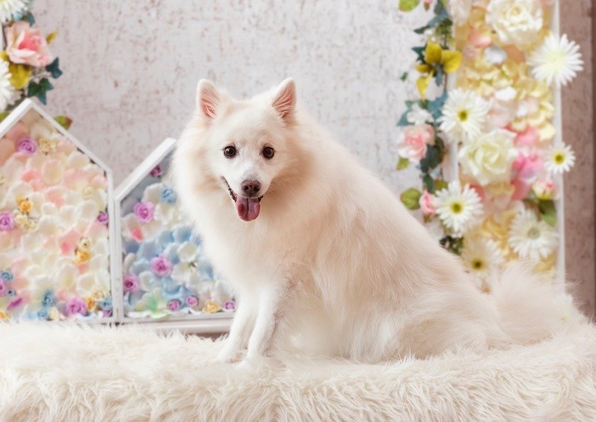 🐾ふりっぱーWebの紹介ペットちゃん🐾日本スピッツのみるくちゃん。とっても甘えっ子で、いくつになってもオモチャが大好きな12歳の女... [ふりっぱーweb ペット写真【Twitter】]