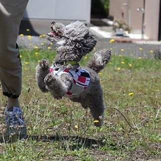 🐾ふりっぱーWebの紹介ペットちゃん🐾お外で走るの大好き、元気なふくちゃんです。名前は、ふく🐱自慢のペット写真募集中です🐶http.... [ふりっぱーweb ペット写真【Twitter】]