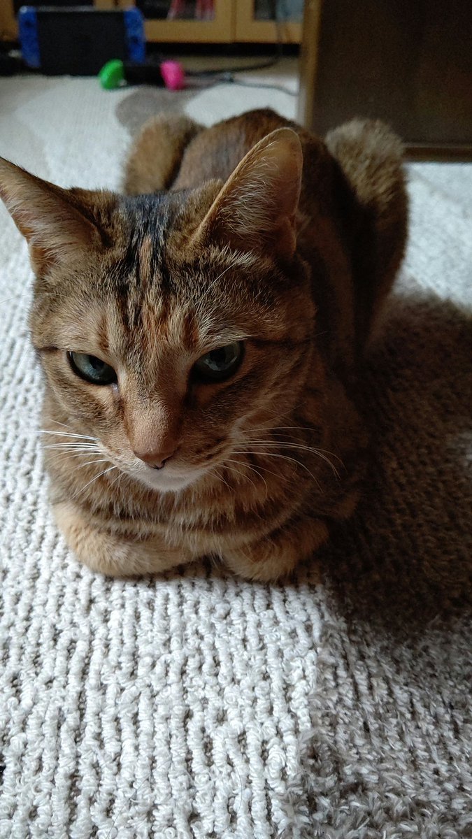 朝から香箱座りが決まってて可愛いカッコよすぎるので💕❤💕❤💕❤💕❤💕❤💕❤💕❤(語彙力) [おもちゃの平野【Twitter】]