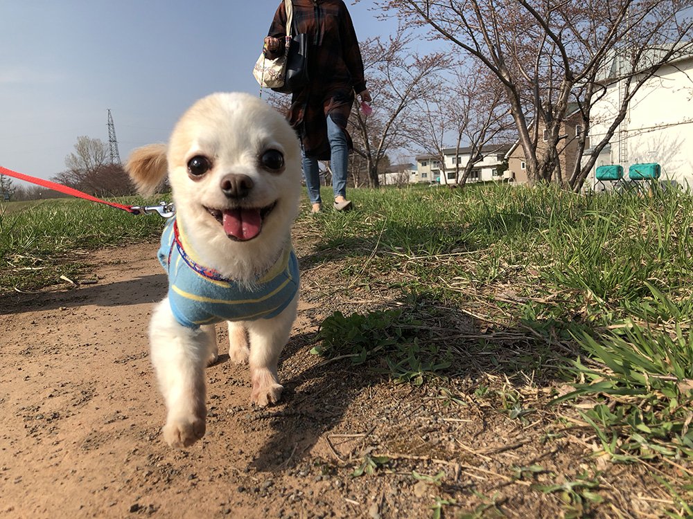 🐾ふりっぱーWebの紹介ペットちゃん🐾二度の飯よりお散歩が好きなうちのムクくん名前は、ムク🐱自慢のペット写真募集中です🐶https:... [ふりっぱーweb ペット写真【Twitter】]