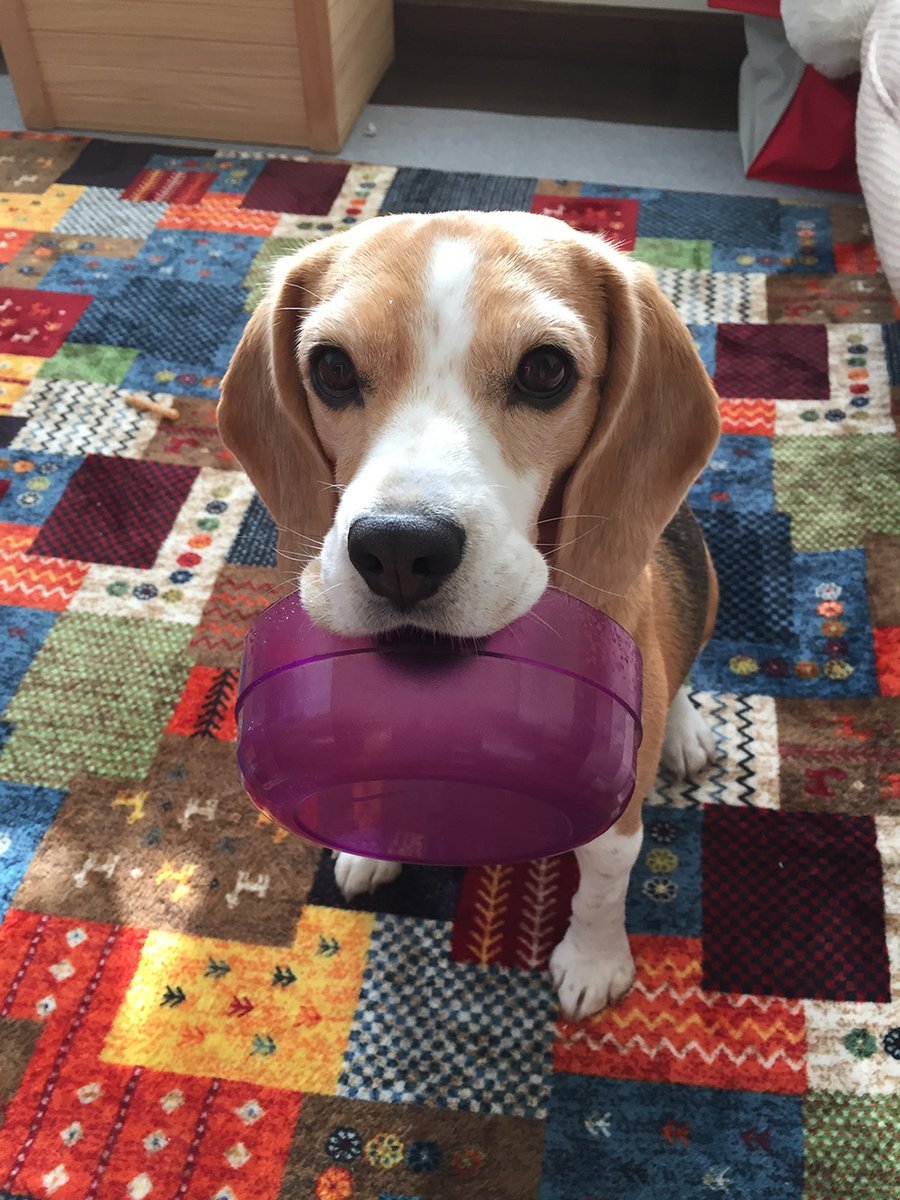 🐾ふりっぱーWebの紹介ペットちゃん🐾好きな言葉は、「お皿持ってきて！」の食いしん坊です（笑）100%持ってきます。名前は、きなこ... [ふりっぱーweb ペット写真【Twitter】]