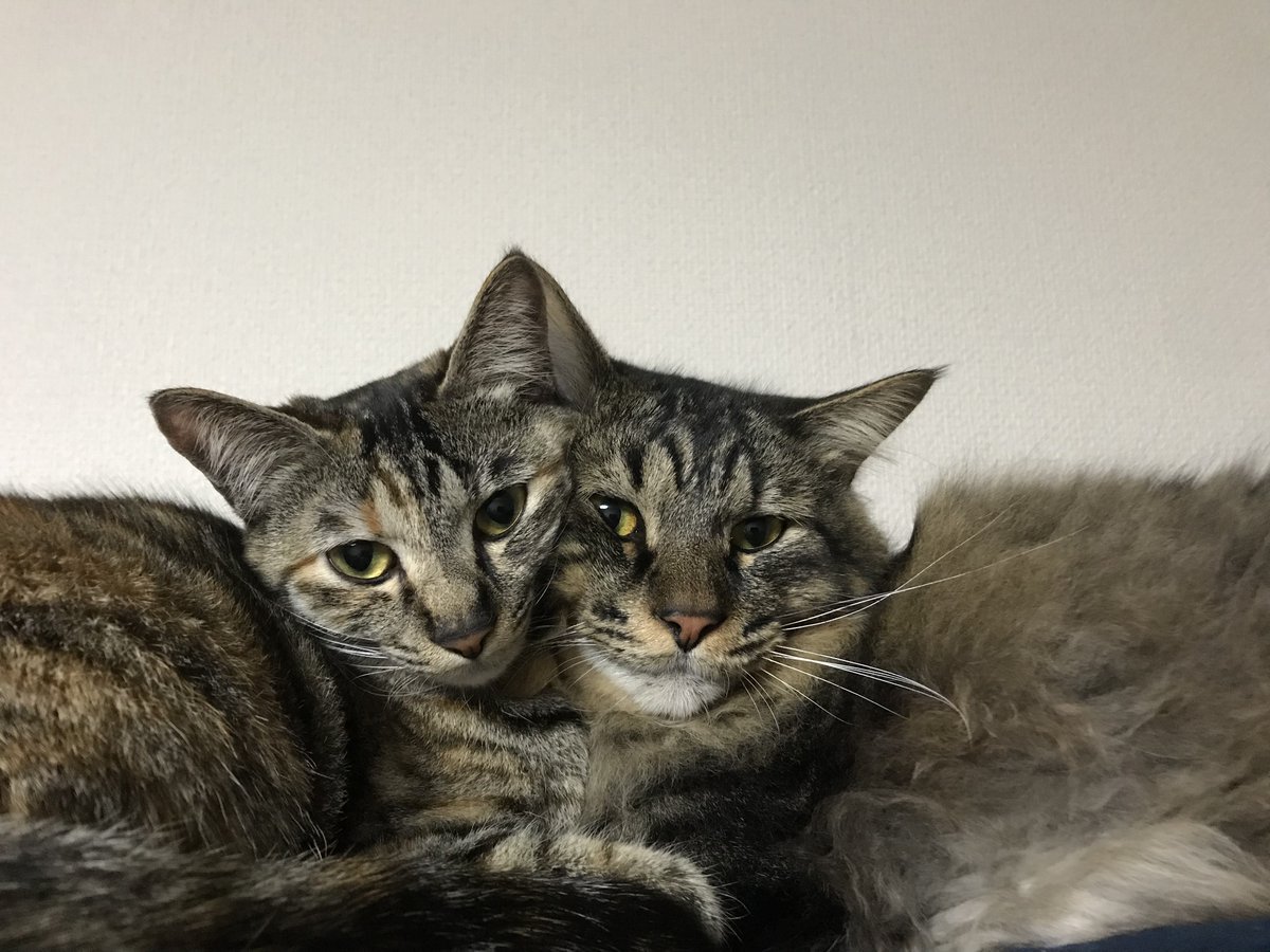 🐾ふりっぱーWebの紹介ペットちゃん🐾保護当時は乳飲子だったのに今では虎徹（6.2kg）小鞠（3.2kg）と体格差はありますが大きくなり... [ふりっぱーweb ペット写真【Twitter】]