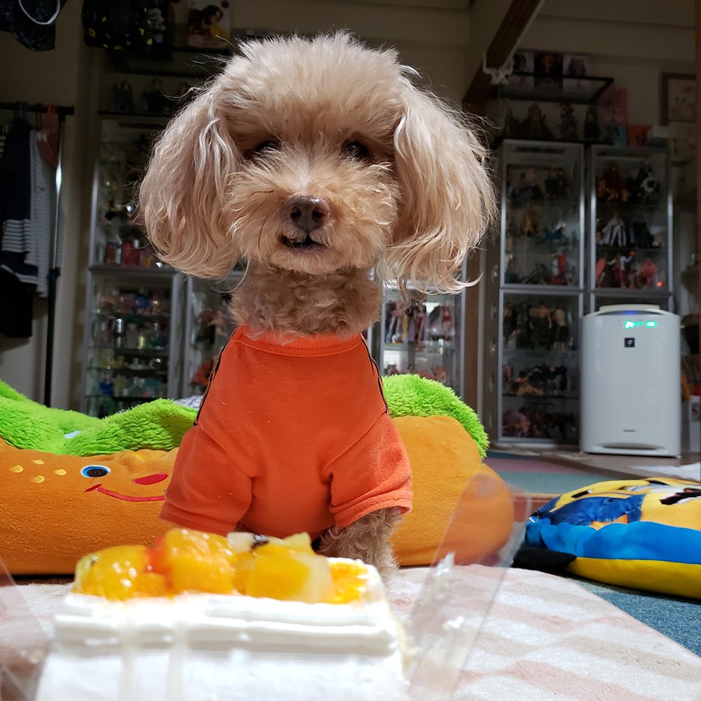 🐾ふりっぱーWebの紹介ペットちゃん🐾12歳になるらいとくんです。名前は、らいと🐱自慢のペット写真募集中です🐶https://t.c... [ふりっぱーweb ペット写真【Twitter】]
