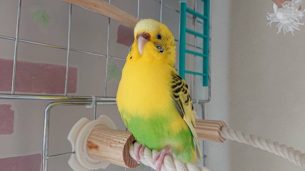 🐾ふりっぱーWebの紹介ペットちゃん🐾呼ぶと肩に来てくれる良い子。だけど去る時にはう◯ちのお土産も置いていきます…。名前は、ぴこ... [ふりっぱーweb ペット写真【Twitter】]