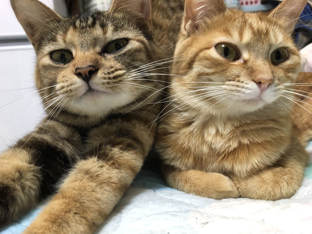 🐾ふりっぱーWebの紹介ペットちゃん🐾うちの子になって3年目、ずっと仲良し姉妹です名前は、もか＆みぅ🐱自慢のペット写真募集中で... [ふりっぱーweb ペット写真【Twitter】]