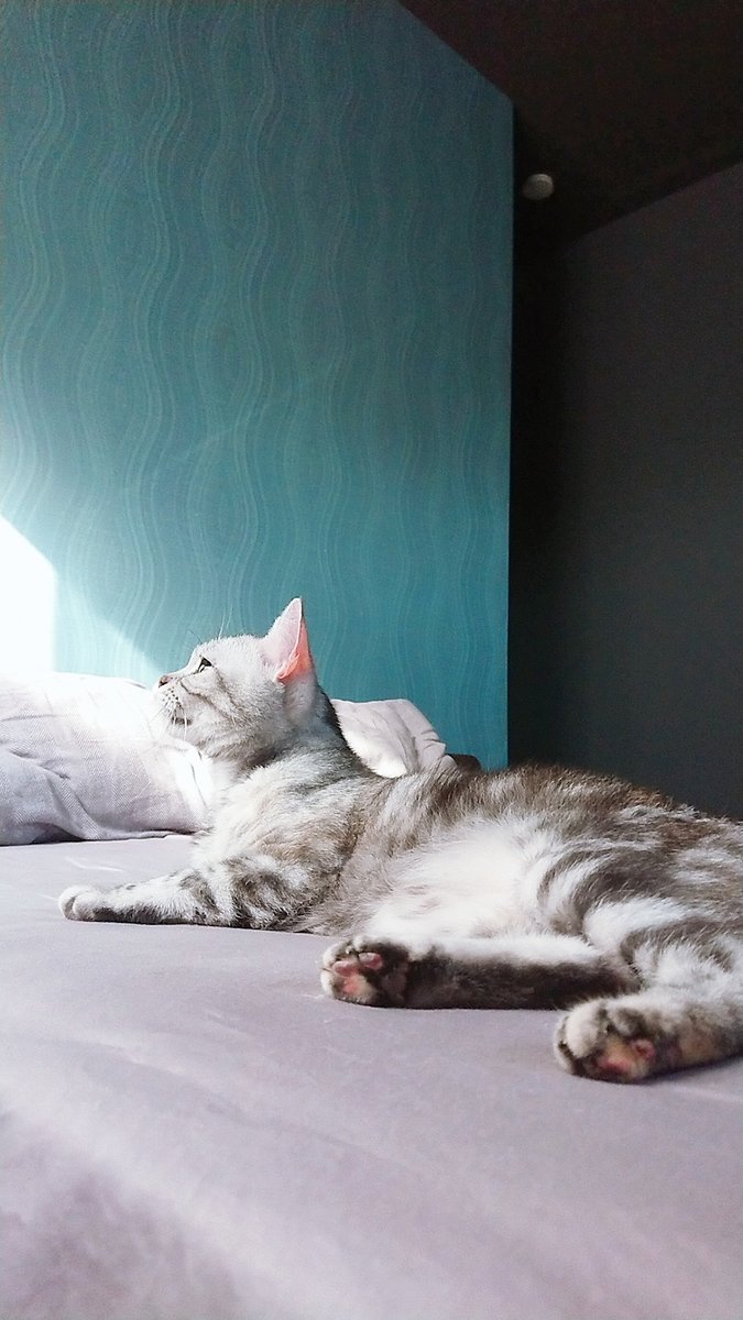 🐾ふりっぱーWebの紹介ペットちゃん🐾毎日美しさに磨きがかかっています。名前は、ハル🐱自慢のペット写真募集中です🐶https://t... [ふりっぱーweb ペット写真【Twitter】]