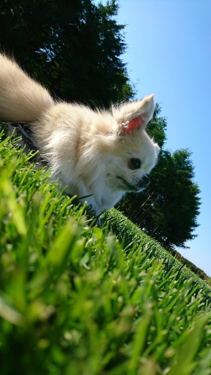 🐾ふりっぱーWebの紹介ペットちゃん🐾気持ちいいなぁ～名前は、ムク🐱自慢のペット写真募集中です🐶https://t.co/souzI... [ふりっぱーweb ペット写真【Twitter】]