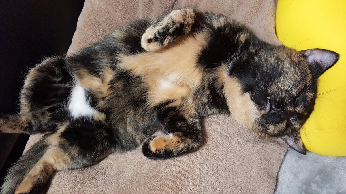 🐾ふりっぱーWebの紹介ペットちゃん🐾サビ猫のティガーです。白いパンツがチャームポイントです！名前は、ティガー🐱自慢のペット写... [ふりっぱーweb ペット写真【Twitter】]