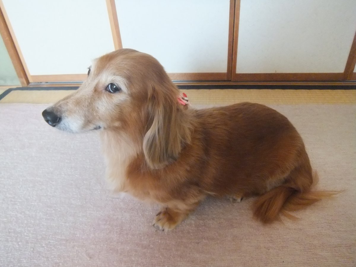 🐾ふりっぱーWebの紹介ペットちゃん🐾パパ、綺麗に撮ってよ！ん～このすまし顔もまた可愛い。毎日癒されています。名前は、ニーナ🐱... [ふりっぱーweb ペット写真【Twitter】]