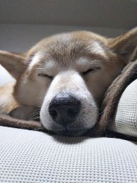 🐾ふりっぱーWebの紹介ペットちゃん🐾人が大好きな温厚で賢い柴ちゃんです名前は、モモ🐱自慢のペット写真募集中です🐶https://t... [ふりっぱーweb ペット写真【Twitter】]