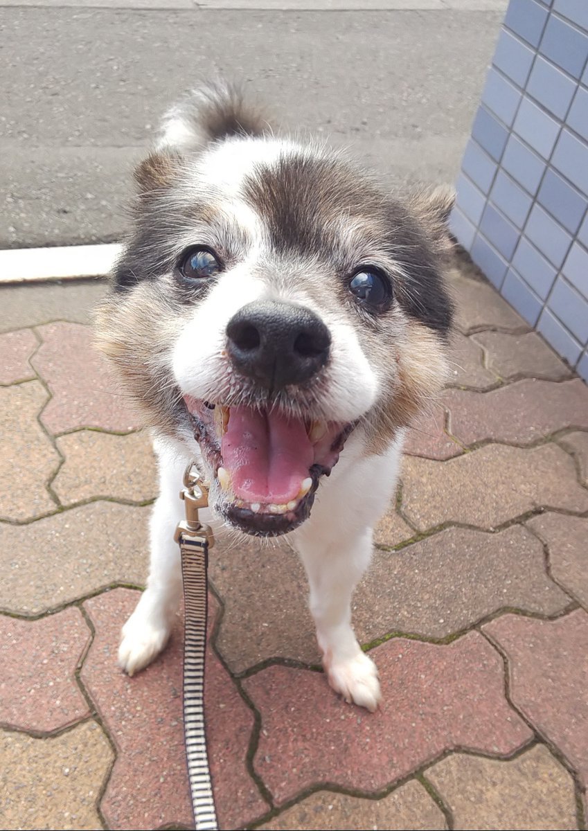 🐾ふりっぱーWebの紹介ペットちゃん🐾１６歳になってもお散歩大好きで、雪が積もった初日には飛びはねます。名前は、ピノ🐱自慢のペ... [ふりっぱーweb ペット写真【Twitter】]