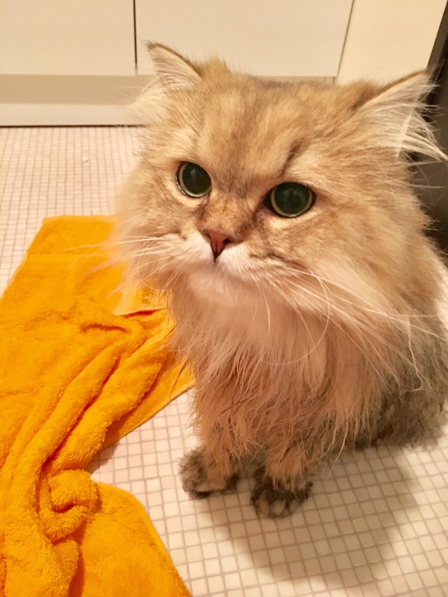 🐾ふりっぱーWebの紹介ペットちゃん🐾シャンプー嫌いだけど頑張りました！名前は、ウニ🐱自慢のペット写真募集中です🐶https://t... [ふりっぱーweb ペット写真【Twitter】]