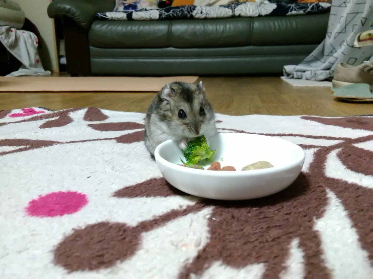 🐾ふりっぱーWebの紹介ペットちゃん🐾ちょっと横着してます！お行儀良くも見える？名前は、ゆず🐱自慢のペット写真募集中です🐶http.... [ふりっぱーweb ペット写真【Twitter】]
