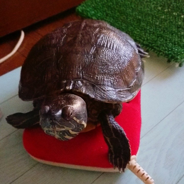 🐾ふりっぱーWebの紹介ペットちゃん🐾女の子20才です。温かいところが好きです。特技、寝ること、好きなもの、エビ、ホタテです名前... [ふりっぱーweb ペット写真【Twitter】]
