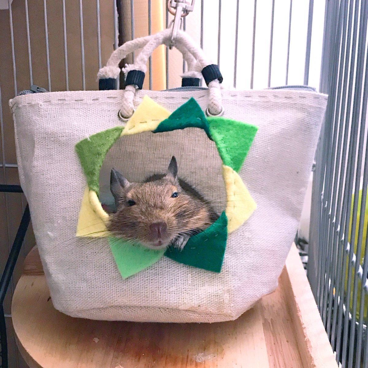🐾ふりっぱーWebの紹介ペットちゃん🐾デグーのでぐちんです。寝床でまったりくつろぎ中♪名前は、てぐちん🐱自慢のペット写真募集中... [ふりっぱーweb ペット写真【Twitter】]