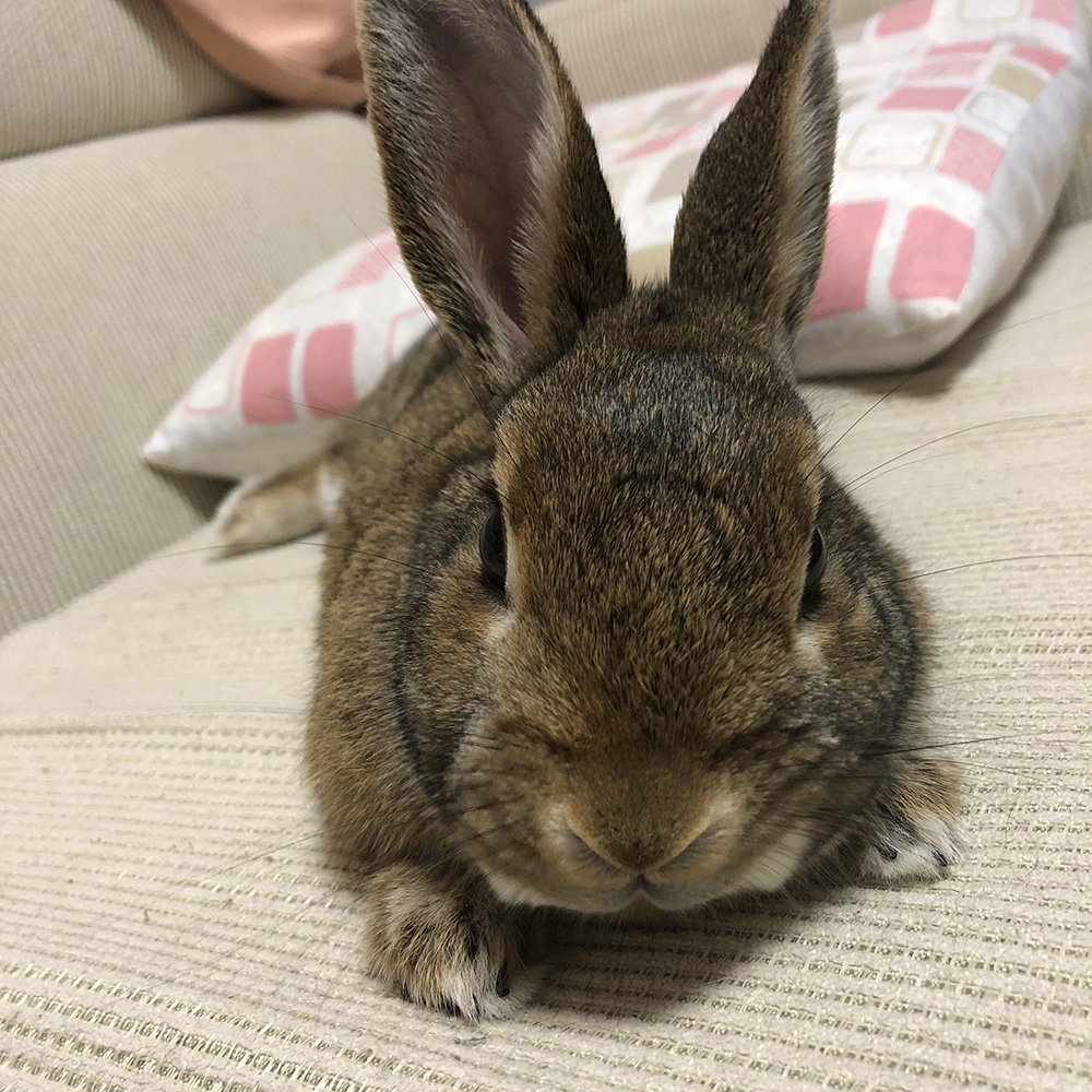 🐾ふりっぱーWebの紹介ペットちゃん🐾世界一かわいい私の癒しです♡名前は、ココ🐱自慢のペット写真募集中です🐶https://t.co... [ふりっぱーweb ペット写真【Twitter】]
