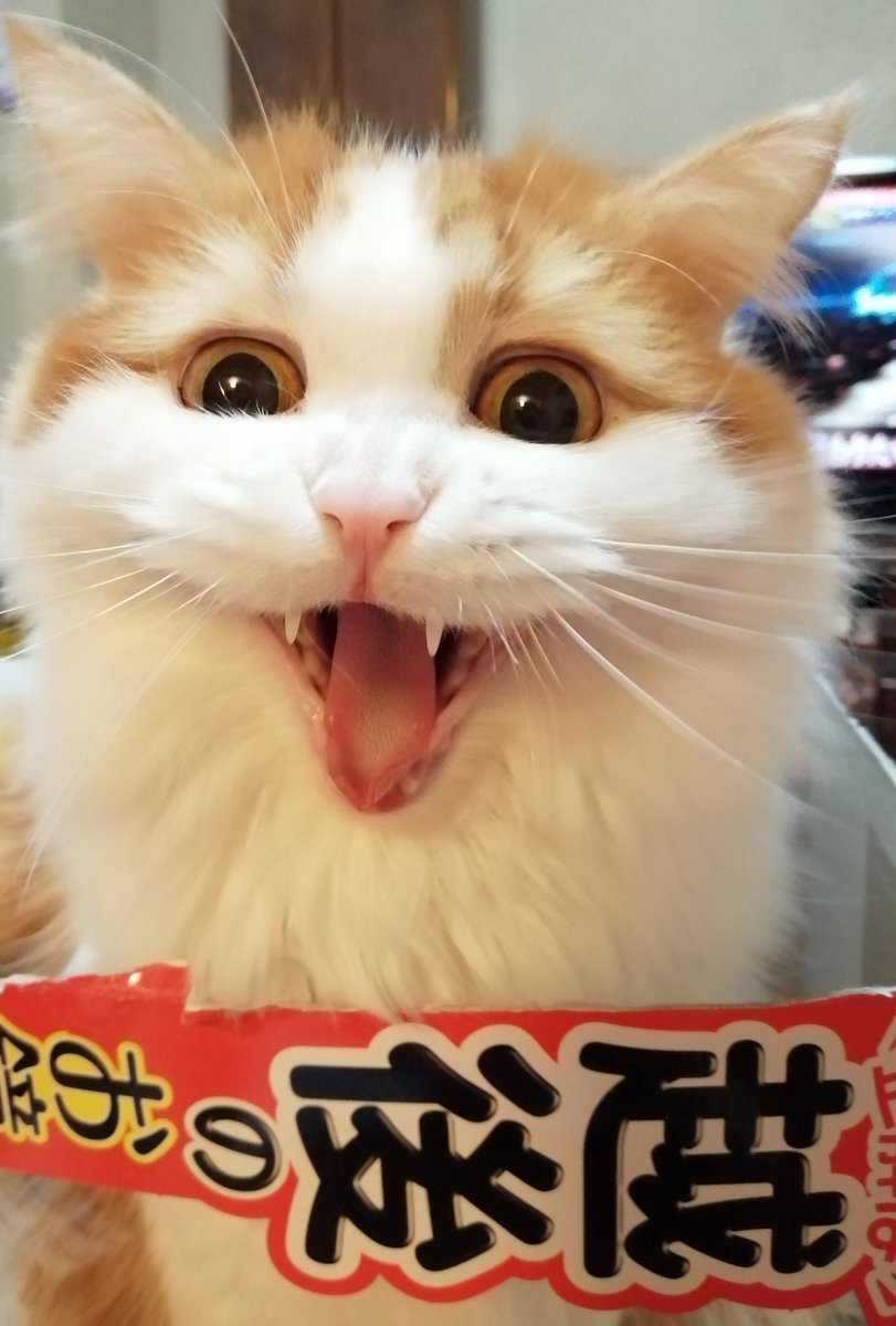 🐾ふりっぱーWebの紹介ペットちゃん🐾箱好き姉さんのみぃちゃんです。大あくびニャ。餅にゃ。名前は、みぃ🐱自慢のペット写真募集中... [ふりっぱーweb ペット写真【Twitter】]