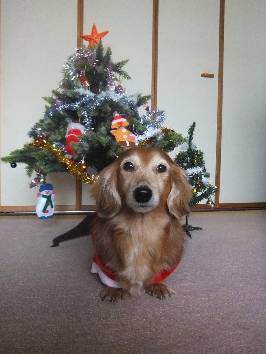 🐾ふりっぱーWebの紹介ペットちゃん🐾クリスマスツリーの前でおすまし顔でハイ、ポーズ！名前は、ニーナ🐱自慢のペット写真募集中で... [ふりっぱーweb ペット写真【Twitter】]