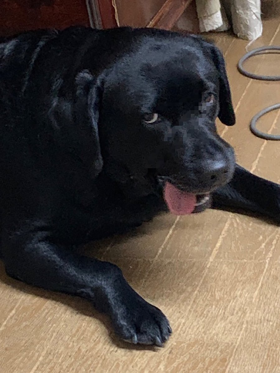 🐾ふりっぱーWebの紹介ペットちゃん🐾大好きなボールを口に入れて「誰にもあげないよ！」とでも言い出しそうな悪い顔です^^;女の子と... [ふりっぱーweb ペット写真【Twitter】]