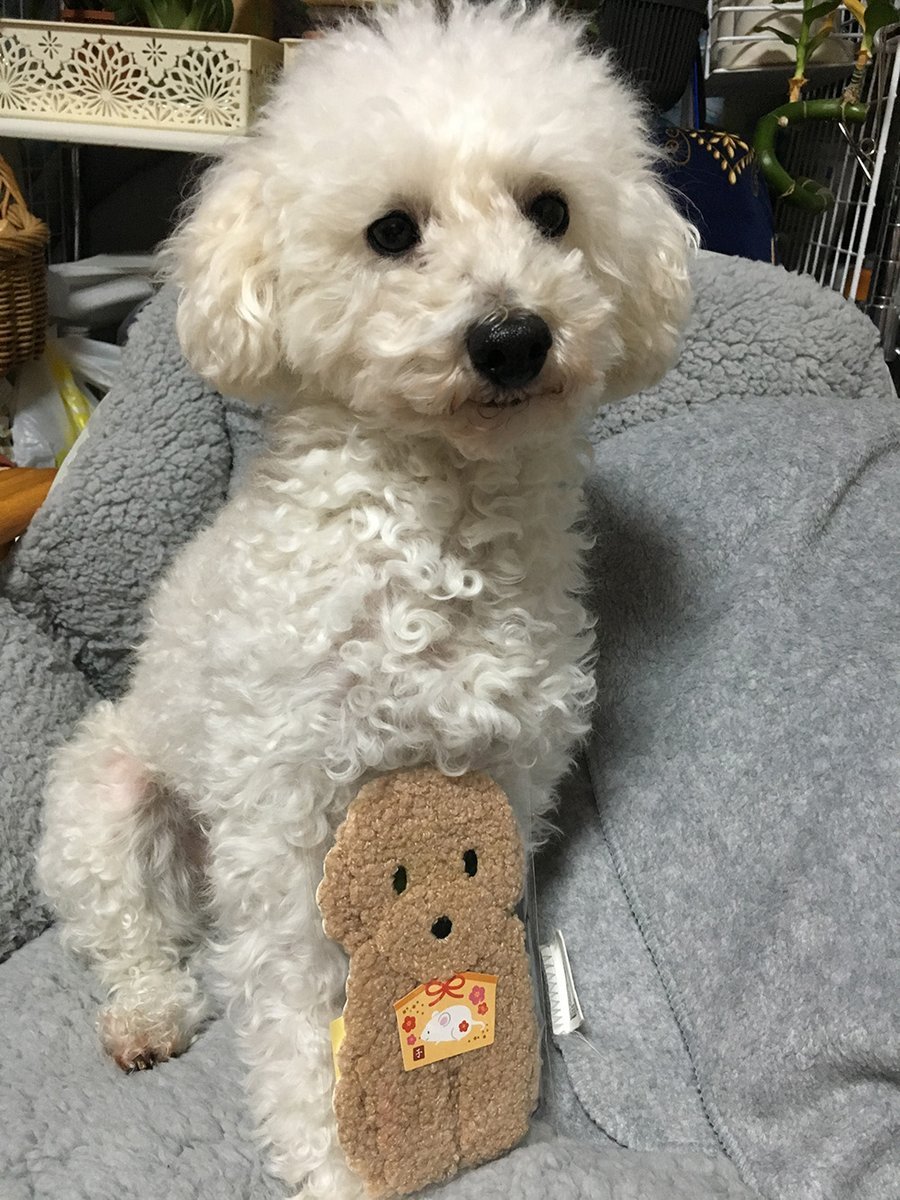 🐾ふりっぱーWebの紹介ペットちゃん🐾トイプードル 男の子です。大切な家族です名前は、ルーク🐱自慢のペット写真募集中です🐶https... [ふりっぱーweb ペット写真【Twitter】]