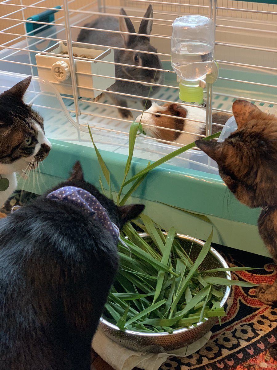 🐾ふりっぱーWebの紹介ペットちゃん🐾肉食動物ネコと草食動物ウサギモルモットみな仲良しです。名前は、ルバーシュ ジンジャー ... [ふりっぱーweb ペット写真【Twitter】]