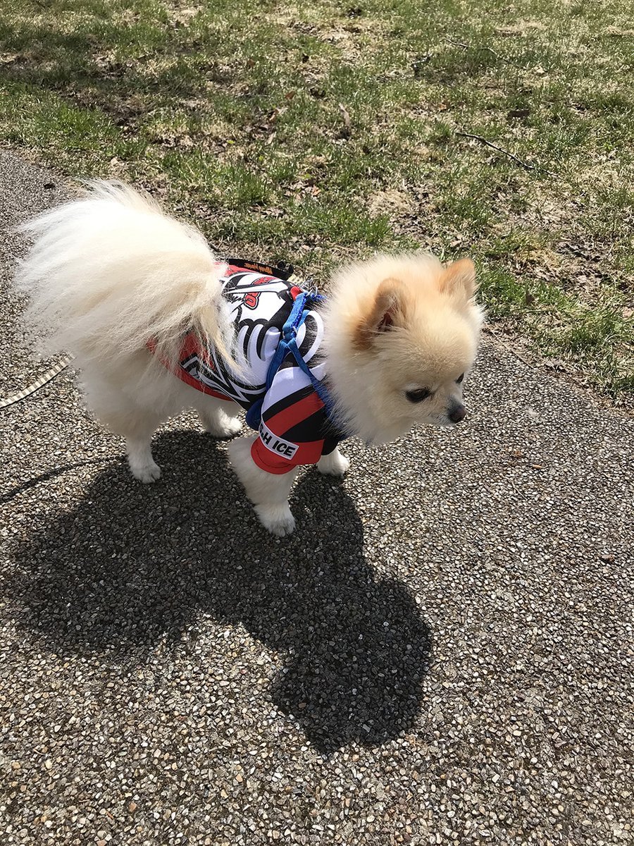 🐾ふりっぱーWebの紹介ペットちゃん🐾手作りクレインズユニフォームでお散歩♪名前は、アイス🐱自慢のペット写真募集中です🐶https:... [ふりっぱーweb ペット写真【Twitter】]