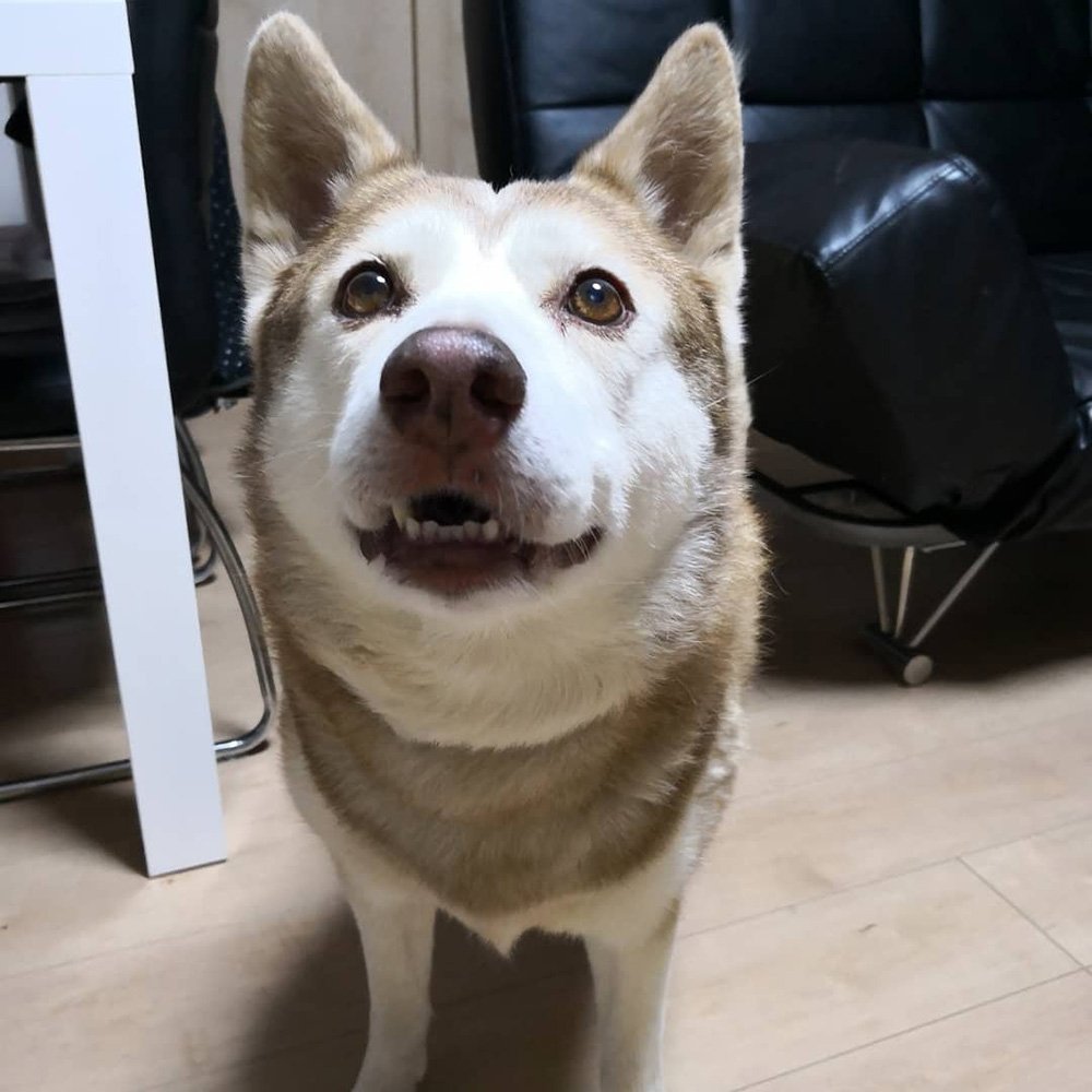 🐾ふりっぱーWebの紹介ペットちゃん🐾家族の一員。12年間ありがとう！名前は、のん🐱自慢のペット写真募集中です🐶https://t.... [ふりっぱーweb ペット写真【Twitter】]