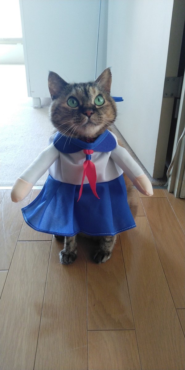 🐾ふりっぱーWebの紹介ペットちゃん🐾鰹節大好きなセーラー服にゃんこ名前は、うめしゅ🐱自慢のペット写真募集中です🐶https://t... [ふりっぱーweb ペット写真【Twitter】]
