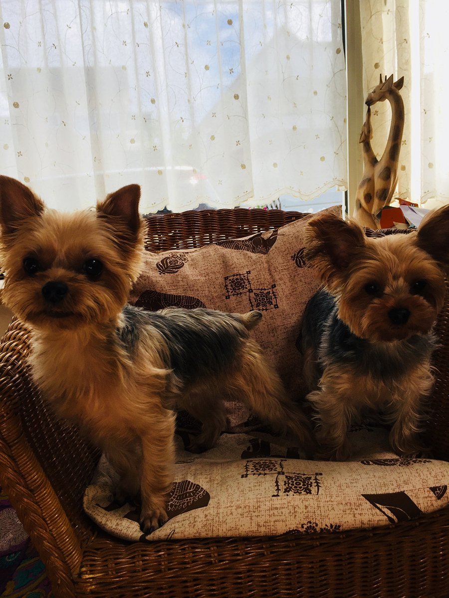 🐾ふりっぱーWebの紹介ペットちゃん🐾姉妹ではないけれど仲良く、そっくりな2人です！名前は、ポム（右）とソラ（左）🐱自慢のペッ... [ふりっぱーweb ペット写真【Twitter】]