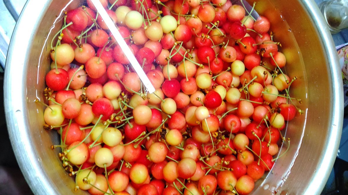 自宅のさくらんぼがたくさん実りました！少し採りました。以外に多くて驚きです！木にはまだまだついてるんだけど、食べきれない... [おもちゃの平野【Twitter】]