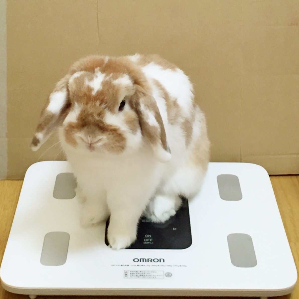 🐾ふりっぱーWebの紹介ペットちゃん🐾バナナ大好き。誰にでも甘えます。名前は、シフォン🐱自慢のペット写真募集中です🐶https://... [ふりっぱーweb ペット写真【Twitter】]
