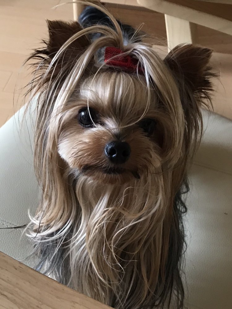 🐾ふりっぱーWebの紹介ペットちゃん🐾我が家の愛犬ショコラです！ボールキャッチが得意な男の子です！名前は、ショコラ🐱自慢のペッ... [ふりっぱーweb ペット写真【Twitter】]