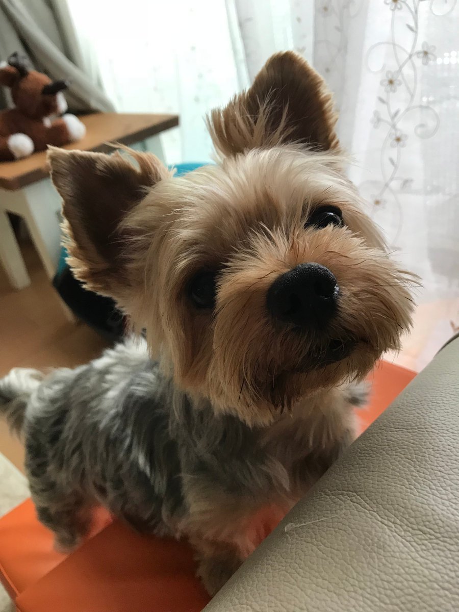 🐾ふりっぱーWebの紹介ペットちゃん🐾お散歩が大好きなエース君です！我が家の癒し担当です！名前は、エース🐱自慢のペット写真募集... [ふりっぱーweb ペット写真【Twitter】]