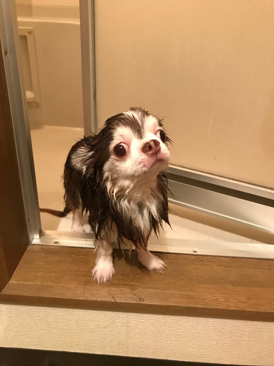 🐾ふりっぱーWebの紹介ペットちゃん🐾お風呂気持ちよかった～ん。ボク、チワワだよ！名前は、ケント🐱自慢のペット写真募集中です🐶... [ふりっぱーweb ペット写真【Twitter】]