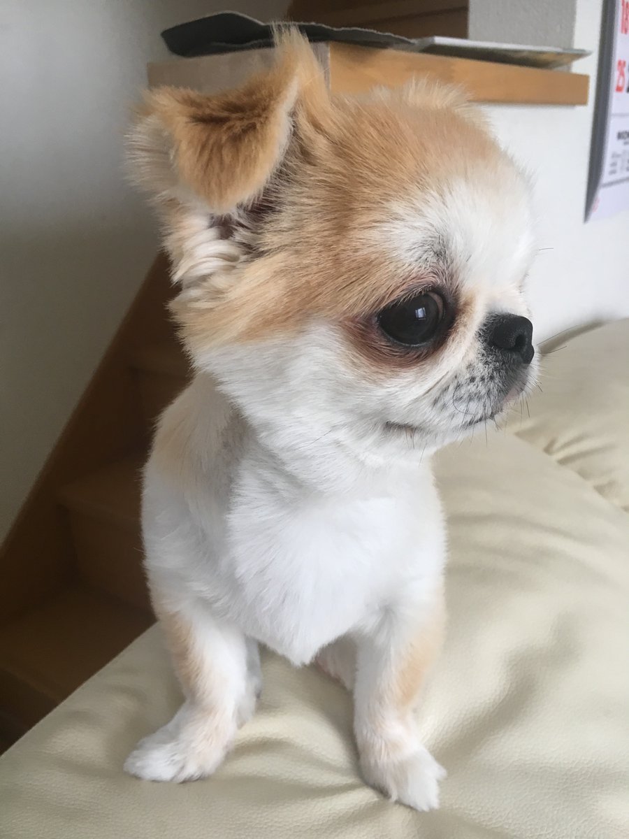 🐾ふりっぱーWebの紹介ペットちゃん🐾鼻ぺちゃな、ペキチワのペコちゃん、何時も疲れを癒してくれる大事な家族です名前は、ペコ🐱自... [ふりっぱーweb ペット写真【Twitter】]