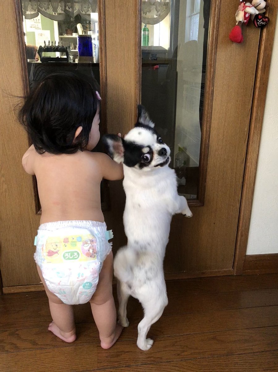 🐾ふりっぱーWebの紹介ペットちゃん🐾背比べ！そのうち赤ちゃんに抜かされちゃう～名前は、てんちゃん🐱自慢のペット写真募集中です... [ふりっぱーweb ペット写真【Twitter】]