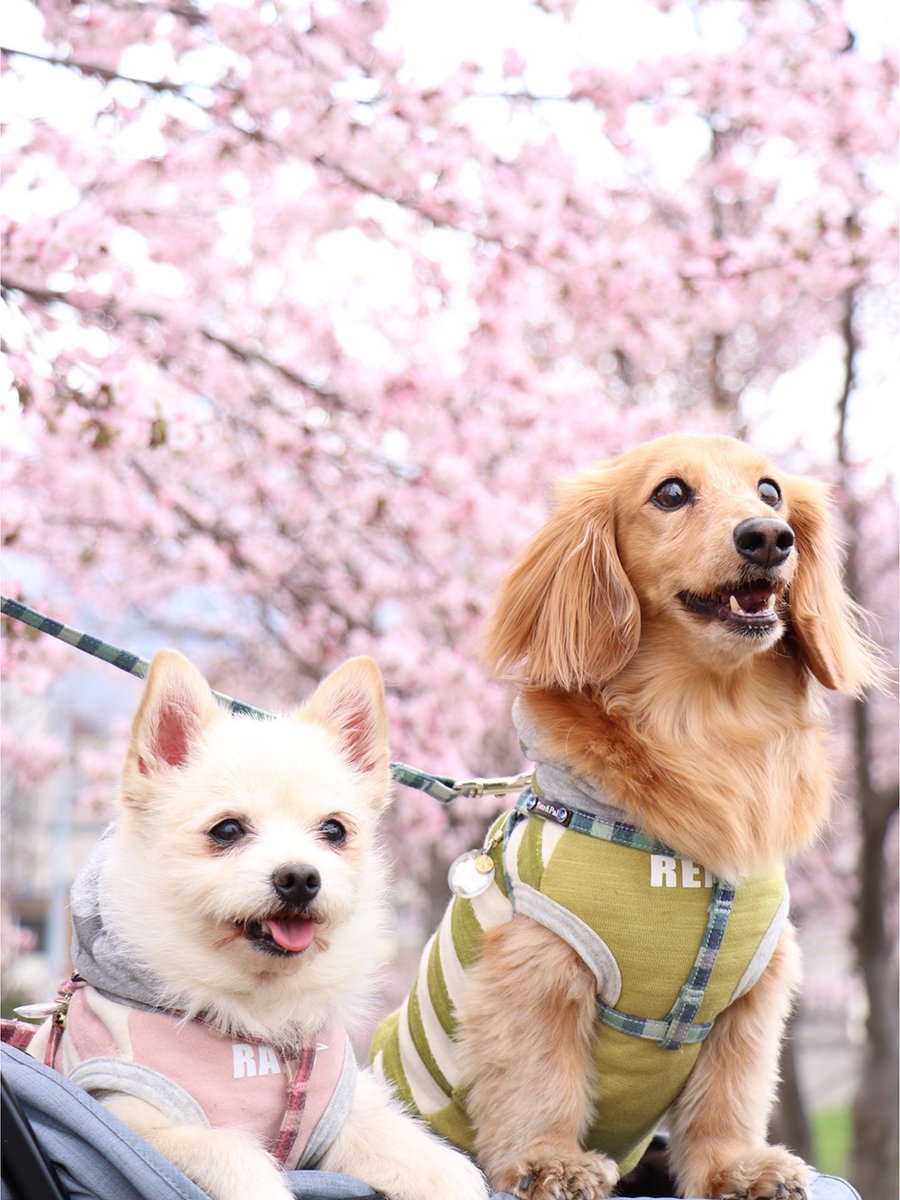 🐾ふりっぱーWebの紹介ペットちゃん🐾我が家のモデルさんです♪名前は、レン・ラン🐱自慢のペット写真募集中です🐶https://t.c... [ふりっぱーweb ペット写真【Twitter】]