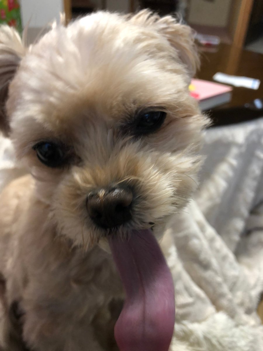 🐾ふりっぱーWebの紹介ペットちゃん🐾舌長いでしょ名前は、po🐱自慢のペット写真募集中です🐶https://t.co/souzIqB... [ふりっぱーweb ペット写真【Twitter】]