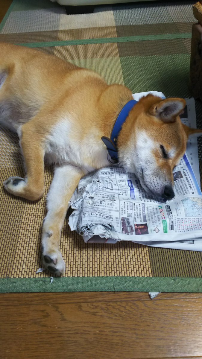 🐾ふりっぱーWebの紹介ペットちゃん🐾自分がボロボロにした新聞を枕にお昼寝しています。名前は、まめ太郎🐱自慢のペット写真募集中... [ふりっぱーweb ペット写真【Twitter】]