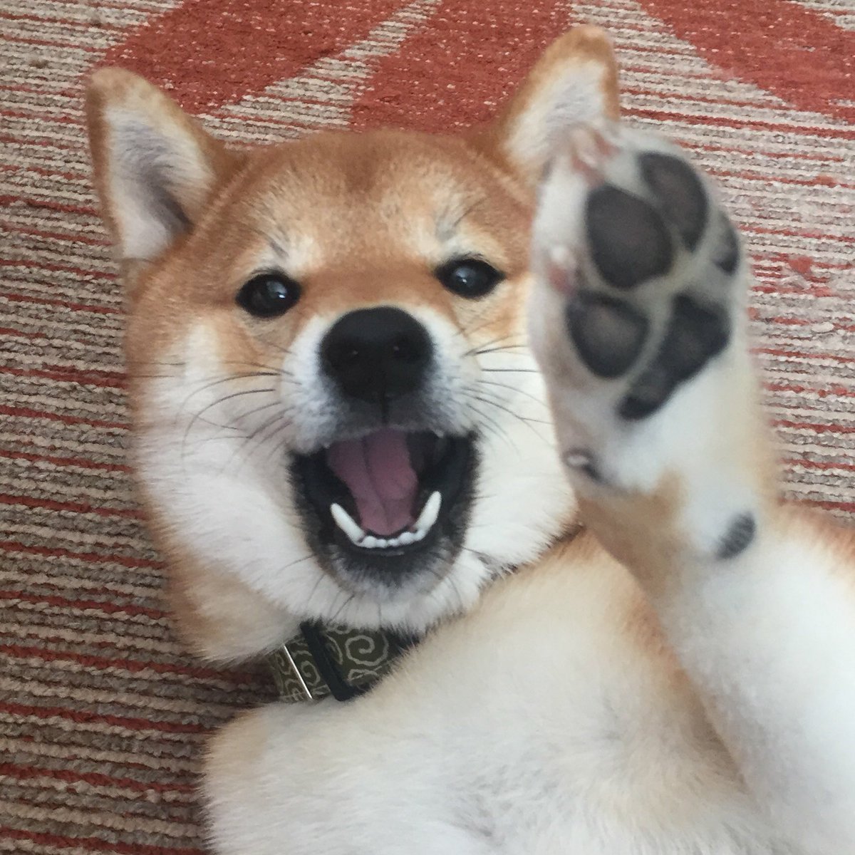 🐾ふりっぱーWebの紹介ペットちゃん🐾元気すぎるやんちゃ娘です。名前は、ハル🐱自慢のペット写真募集中です🐶https://t.co/... [ふりっぱーweb ペット写真【Twitter】]